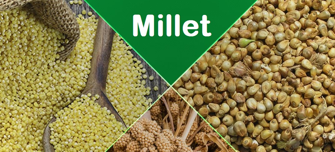  Examples Of Cash Crops In India What Is A Cash Crop 2019 02 20