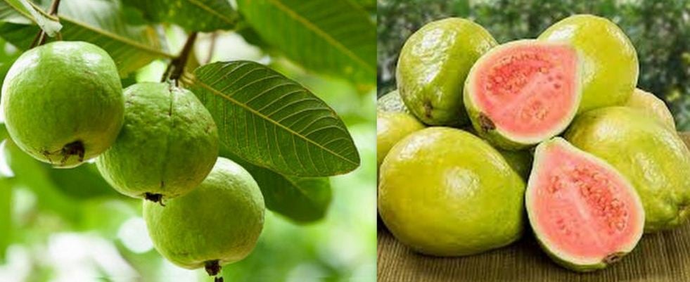 11 Amazing Health Benefits of Tropical Guava Fruits 