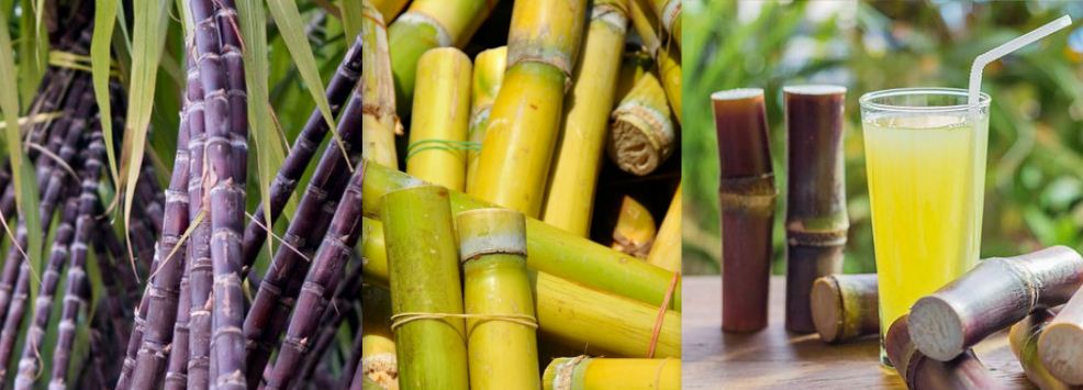 13 Surprising Health Benefits Of Sugarcane And Its Juice