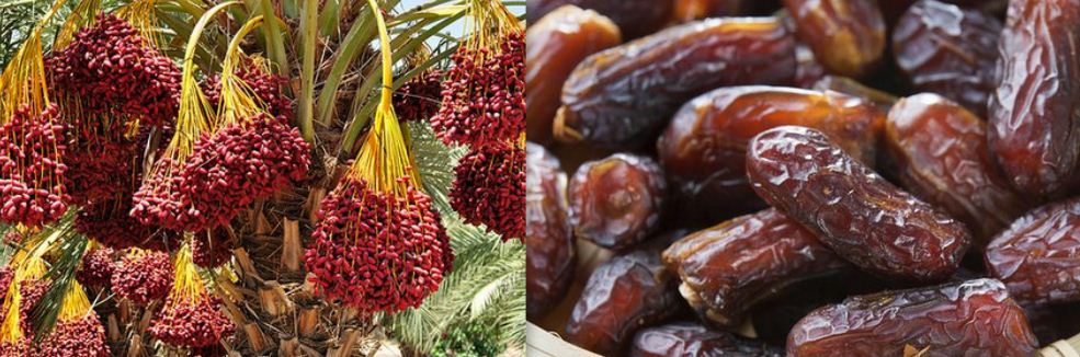 Dates: Health Benefits and Nutrition