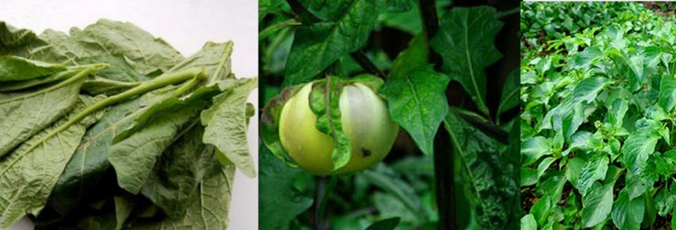 Clean your Kidney now with Garden Egg Leaves