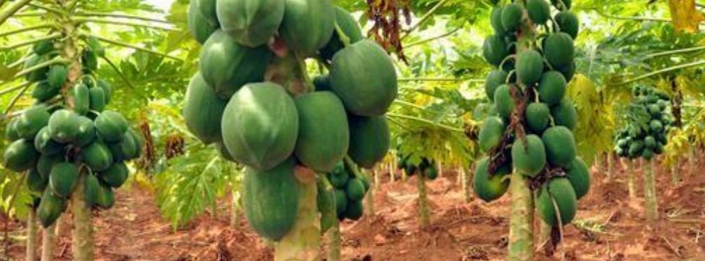 How to Start Fruit Farming Business in Nigeria: https://www.finelib.com