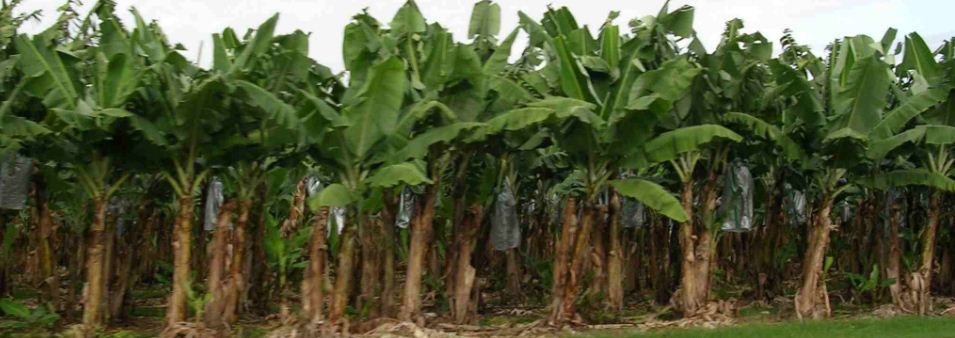 business plan for banana farming